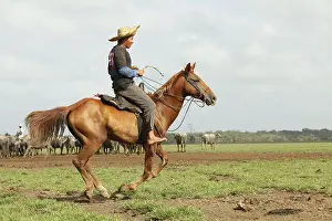 Paddock Prints: Vaqueiro usa sela tradicional com estribo para pes descalcos na Ilha do Marajo