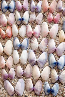 Sea Shell Prints: Variable Coquina Shells - Florida, USA