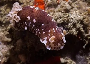 Cold Water Prints: Variable dorid (Aphelodoris brunnea) nudibranch sea slug underwater on the reef with white and brown body