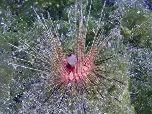 Spiky Prints: Variable Fire Urchin, Blue spotted sea urchin (Astropyga radiata)