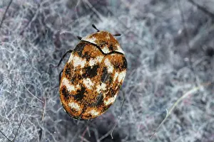 Arthropoda Prints: Varied carpet beetle, Anthrenus verbasci. Adult, Dermestidae