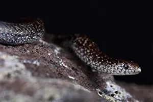 Cryptic Prints: The Variegated Slug-eater (Duberria variegata) is a slow moving slug eating snake species found in Southern Africa