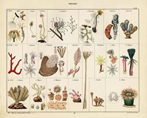 Natural History Collection: Varieties of soft corals, seafans, bryozoans, polyps and sea anemones