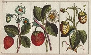 Images Dated 12th December 2023: Varieties of strawberries with flowers and ripe and unripe fruits depicted... Fragaria sp