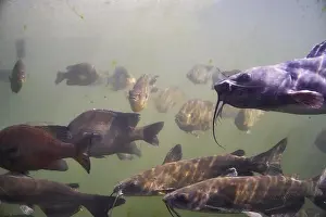 Catfish Prints: A variety of fish in a large tank