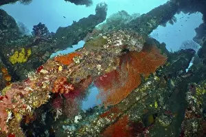 Decayed Prints: Various corals cover a shipwreck