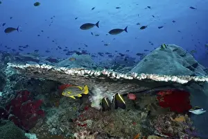 Underwater Scenery Prints: Various fish seek shelter under a large table coral (Acropora hyacinthus) in a blue underwater landscape