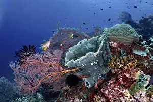 Outdoor Shots Prints: Various marine animals and corals in vivid colours