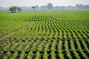 Agricultural Land Prints: Vast Green Agricultural Fields with Young Crops in Dinajpur, Rangpur, Bangladesh