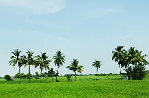 Tamil Nadu Prints: Vast paddy fields in Tamil Nadu, India
