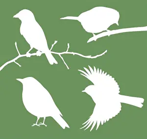 Robin Prints: Vector birds collection