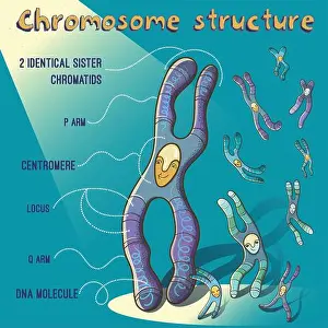 Chromosome Prints: Vector cartoon illustration of chromosome structure for children