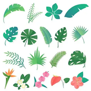 Monstera Prints: Vector cartoon set of isolated tropical leaves