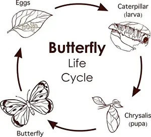 New Life Prints: vector illustration of Life Cycle of Butterfly diagram