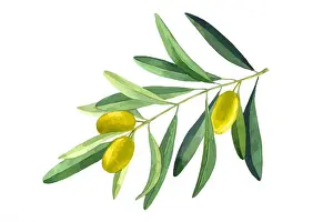 Green Growth Prints: Vector olive branch. Green leavers and fruits