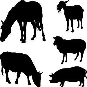 Farm Animal Prints: Vector silhouettes of farm animals isolated on white
