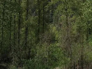 Temperate Prints: Vedder River Dyke - Trees II, Chilliwack, BC