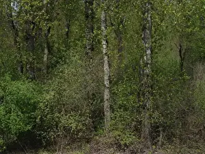Temperate Prints: Vedder River Dyke - Trees II, Chilliwack, BC