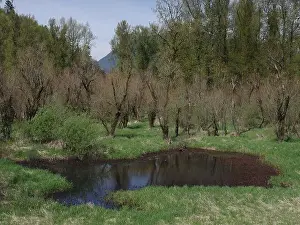 Temperate Prints: Vedder River Dyke - Trees II, Chilliwack, BC