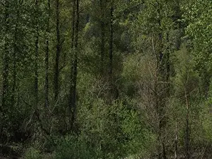Temperate Prints: Vedder River Dyke - Trees II, Chilliwack, BC