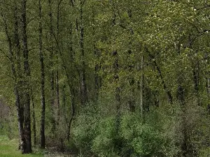 Temperate Prints: Vedder River Dyke - Trees II, Chilliwack, BC