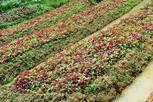 Blue Collar Prints: Vegetable cultivation at a farm in Vellayani Kerala