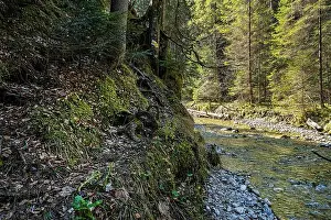 Flowing Water Prints: Velky Sokol gorge, Slovak Paradise national park. Seasonal natural scene
