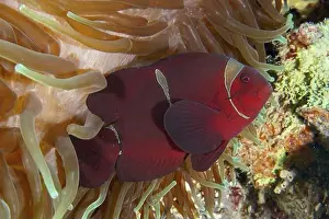 Outdoor Shots Prints: Velvet anemonefish