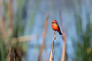 Sweetwater Wetlands Prints: Vermilion Flycatcher (Pyrocephalus obscurus)