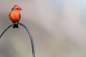 Sweetwater Wetlands Prints: Vermilion Flycatcher (Pyrocephalus obscurus)