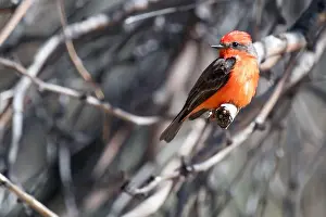 Sweetwater Wetlands Prints: Vermilion Flycatcher (Pyrocephalus obscurus)