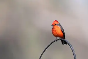 Sweetwater Wetlands Prints: Vermilion Flycatcher (Pyrocephalus obscurus)