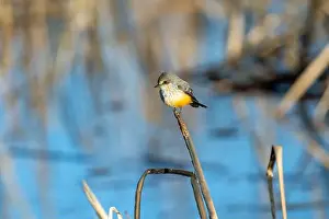 Black Water Prints: Vermilion Flycatcher (Pyrocephalus obscurus)