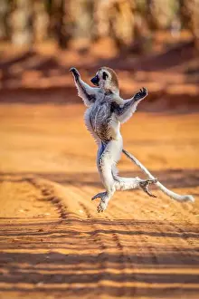 Madagascar Prints: Verreaux's Sifaka lemur dancing at Berenty Reserve