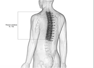 Inflammation Prints: Vertebral Column Thoracic Vertebrae of Human Skeleton System with Detailed Labels Anatomy