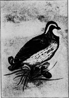 Vertebrates of Ontario [microform]