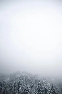 vertical background with snow covered forest trees with foggy gradient in white upwards