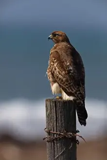Wild Bird Prints: Vertical close up portrait of hawk perched on wood post wrapped in rusted barbed wire along Pacific coast near San