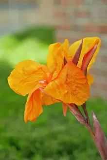Pollen Prints: A vertical closeup shot of an orange iris flower found growing in the nature