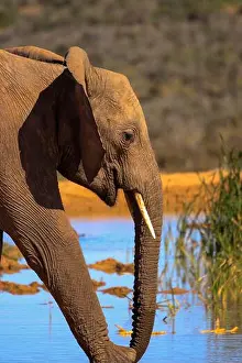 Serengeti Prints: A vertical closeup shot of a walking African savanna elephant (Loxodonta africana)