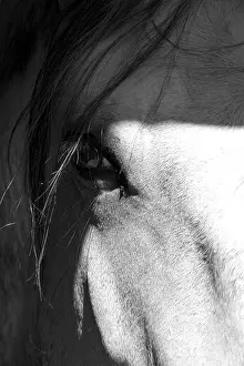 Mane Prints: A vertical grayscale closeup of a beautiful horse eye