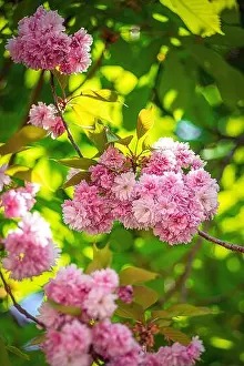 Sakura Prints: A vertical macro shot of Sakura flowers (cherry blossom) blooming on the tree