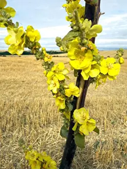 Resilience Prints: A vertical macro shot of vibrant yellow flowers of Verbascum arboreum (Mullein) blooming on a dark stalk