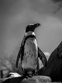 Nature Conservation Prints: A vertical of a penguin stands on a rock at a zoo in grayscale