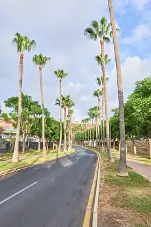 Benalmadena Prints: Vertical photo of peaceful road lined with tall palm trees on both sides
