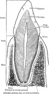 Cavity Prints: The vertical section of the canine tooth showing the various parts and structures