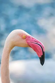Flamingo Prints: Vertical selective focus shot of a flamingo in Al Areen Wildlife Park in Bahrain