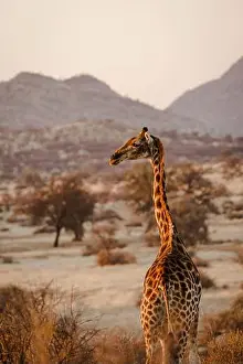 Botswana Prints: Vertical shot of a beautiful giraffe in i habitat on safari in the Okavanga