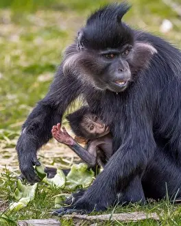 A vertical shot of a black crested mangabey (Lophocebus aterrimus) with her baby
