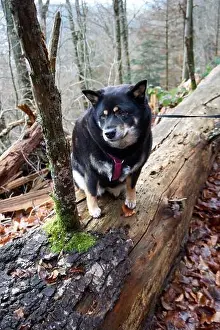 Obedient Prints: Vertical shot of a black Shiba Inu dog in the woods